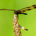 Halloween Pennant Dragonfly by rminer