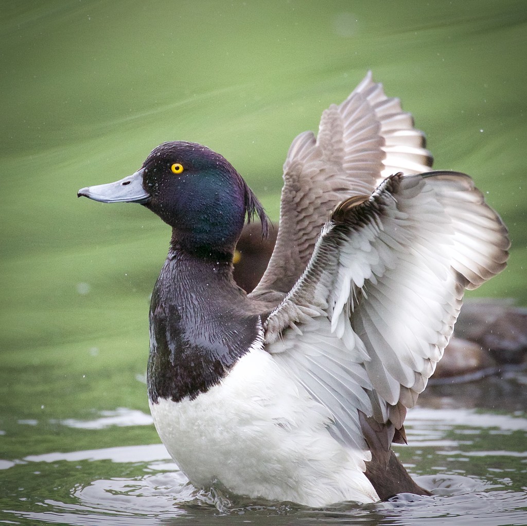Tufted Duck-male by padlock