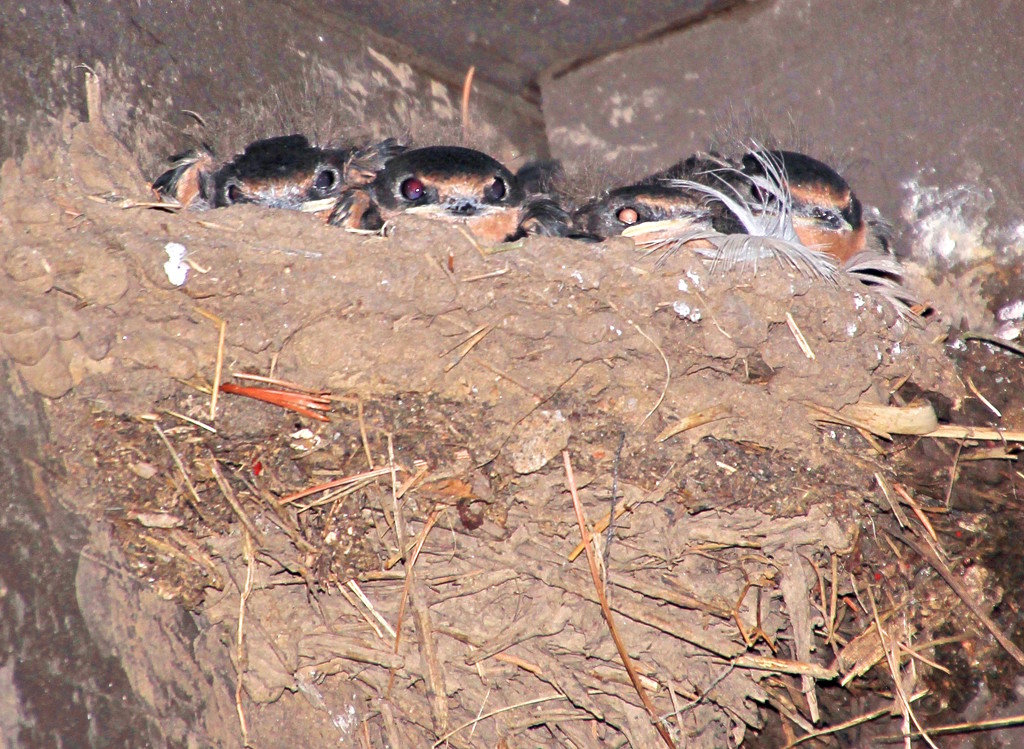 Baby Swallows by kiwinanna