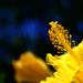 the pistil of a yellow hibiscus by summerfield