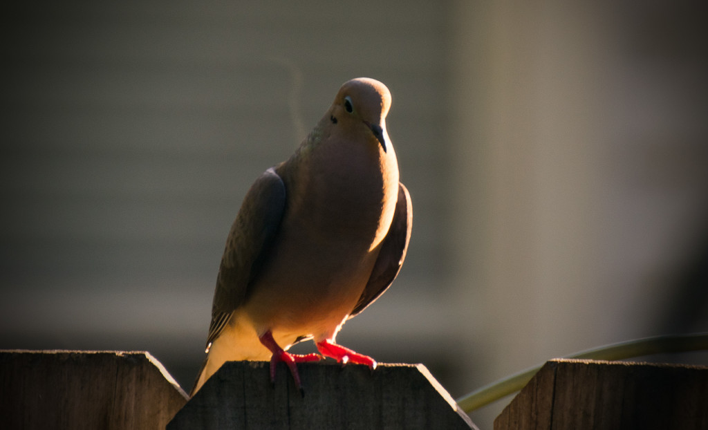 Sunlit Dove! by rickster549