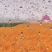 Rain on the Farm by sbolden