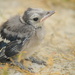 Baby Blue Jay by kareenking