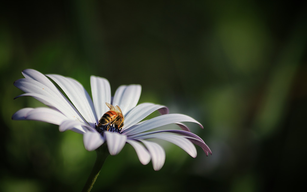 Busy Bee by rustymonkey