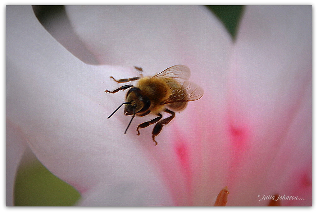 Bee on Rhodo Vireya by julzmaioro