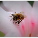 Bee on Rhodo Vireya by julzmaioro