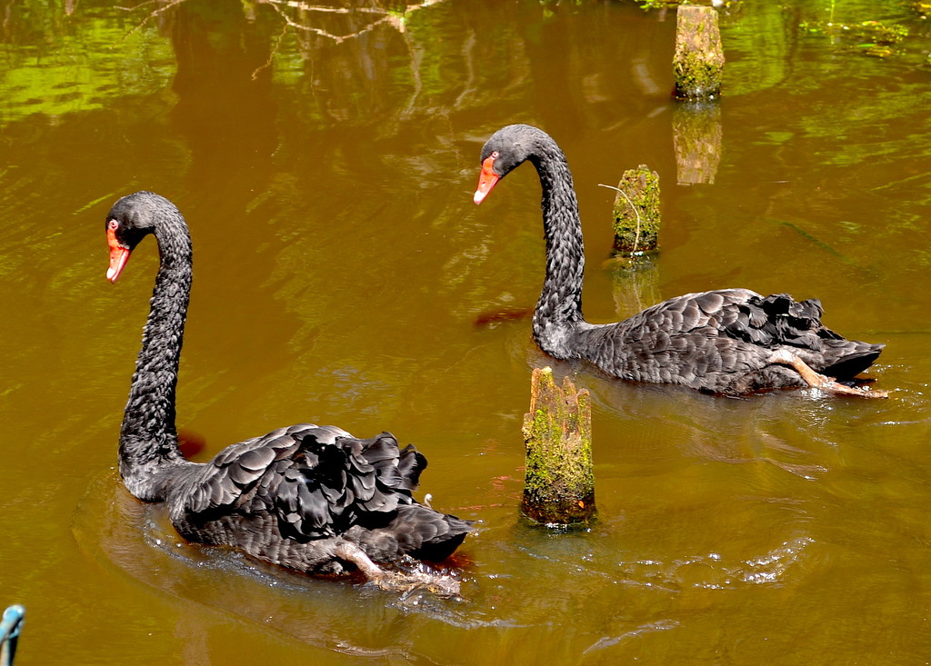 Black swans, Swan Lake Iris Gardens, Sumter, SC by congaree