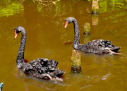 24th Jun 2016 - Black swans, Swan Lake Iris Gardens, Sumter, SC