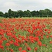 Poppy Field. by wendyfrost