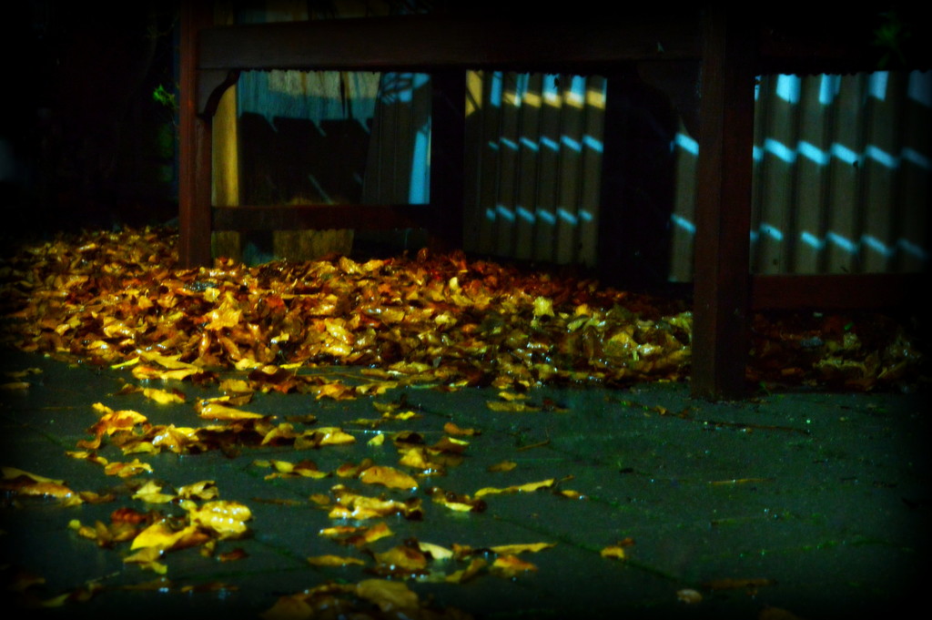 Autumn Leaves on a Wet Night by nickspicsnz