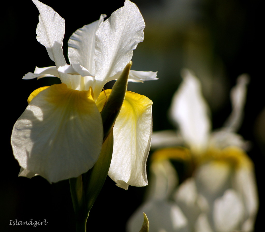 White and Yellow Iris by radiogirl
