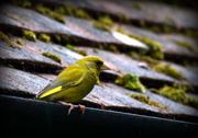 24th Jun 2016 - It's a good year for greenfinches