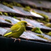 It's a good year for greenfinches by rosiekind