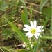 Little flower by gabis