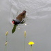 M is for moorhen by boxplayer