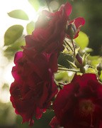 13th Jun 2016 - Roses with flare