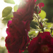 Roses with flare by houser934