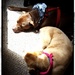 Sleepy Doggies  by jo38