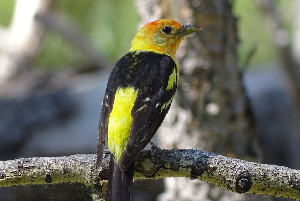 Western Tanager male by annepann