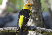 13th Jun 2016 - Western Tanager male