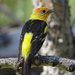Western Tanager male by annepann