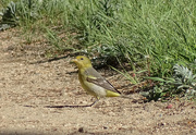 14th Jun 2016 - Western Tanager female