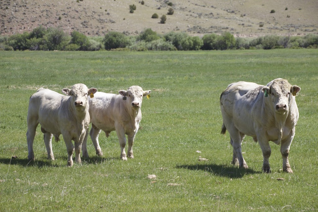 Montana Cattle #1: Charolais by jetr