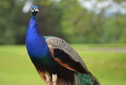 24th Jun 2016 - peacock