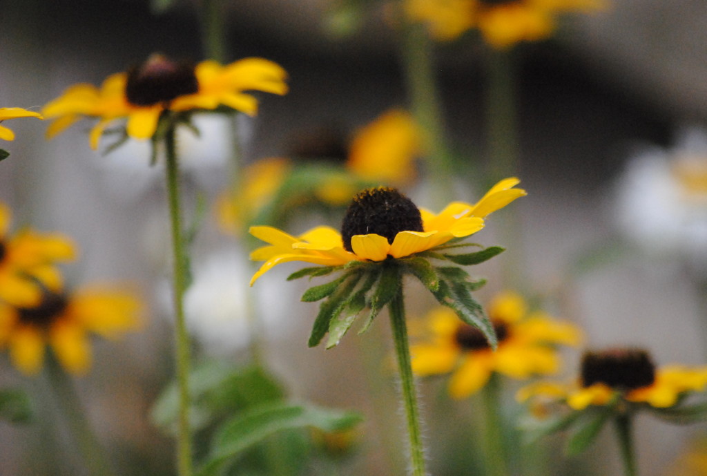 A Little Wildflower Sunshine by genealogygenie