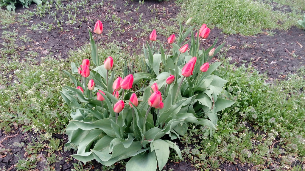 tulips by inspirare