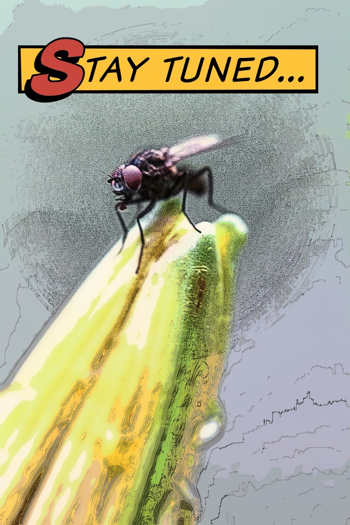 The Fly Returns by juliedduncan