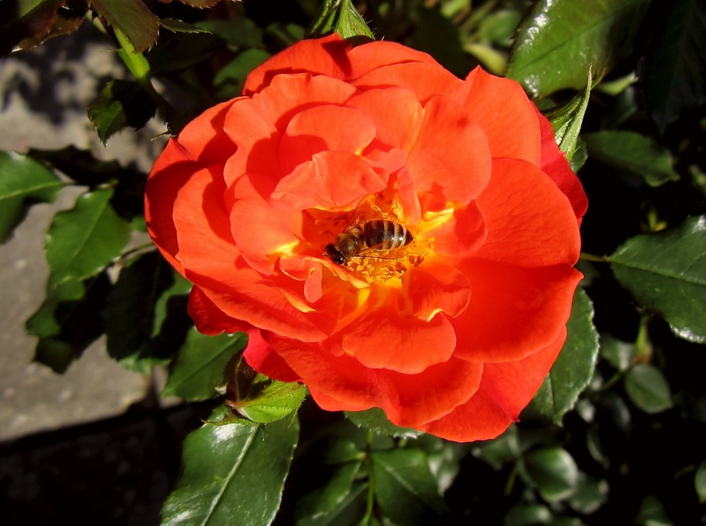 Pčela na ruži by vesna0210