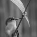 Humming Bird in B&W by marylandgirl58
