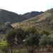 Green Flinders Ranges by leestevo
