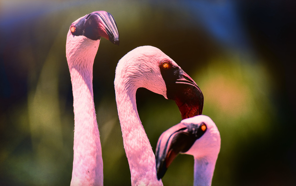 Flamingo Friday - 014 by stray_shooter