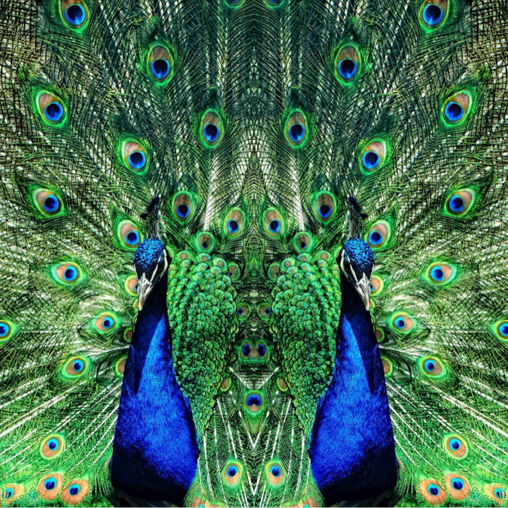 double peacock by crowfan