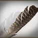 Tawny Frogmouth Feather by ethelperry