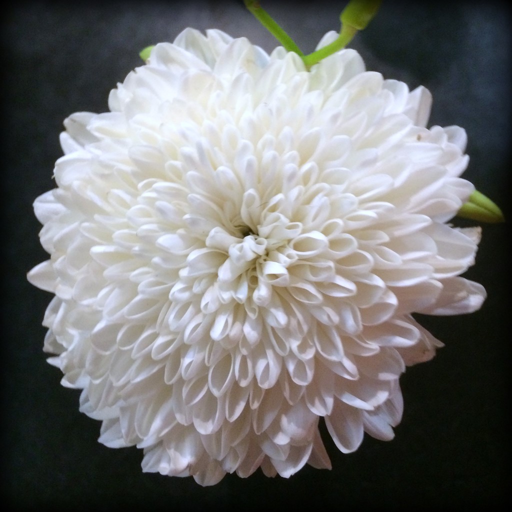 Chrysanthemum by alia_801