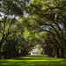 Oak alley, Charles Towne Landing State Historic Site, Charleston, SC by congaree