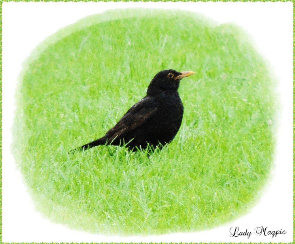 Mr. Blackbird in the Park by ladymagpie