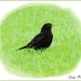 Mr. Blackbird in the Park by ladymagpie
