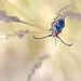 Milkweed bug hanging on! by fayefaye