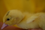25th Jun 2016 - Just Hatched...