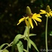 Cone flower from Duke Arboretum by thewatersphotos