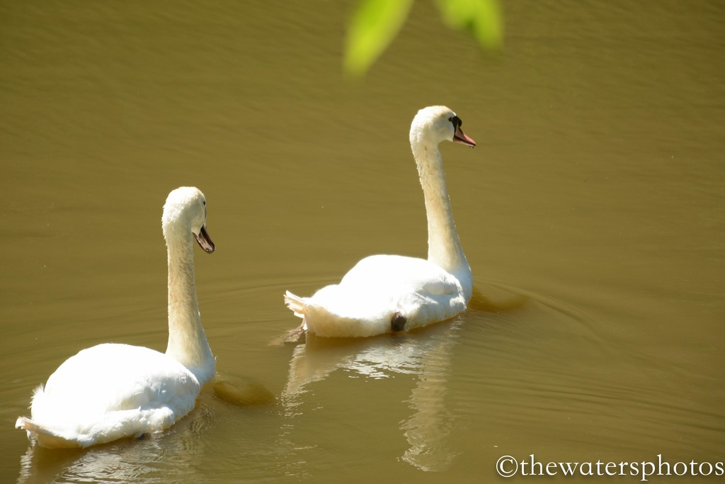 Swans by thewatersphotos