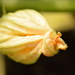 courgette flower by christophercox