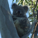 perfect V by koalagardens