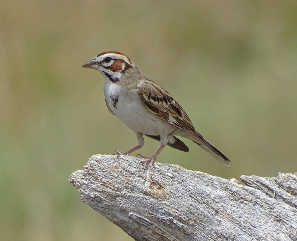 Lark Sparrow by annepann