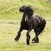 Dole stallion Ullins Stjerneblesen by elisasaeter