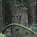 Face in the Woods by kimmer50